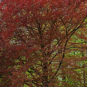 Buchenfrühling