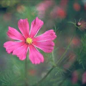 comp Cosmea