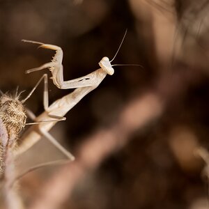 D75 8665 helle Mantis IA Kreta 6 2018