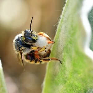 comp JEM 9417


Wollbiene (Anthidium manicatum) mit Nistmaterial