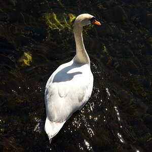 Schwan auf dem kristallklaren Wasser des großen Plönsees; alle Fotos: Nikon D7200 mit dem Nikkor 16-85mm