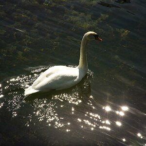 Schwan auf dem kristallklaren Wasser des großen Plönsees; alle Fotos: Nikon D7200 mit dem Nikkor 16-85mm