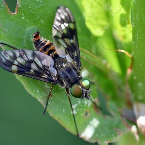 comp JEM 6691

Ibisfliege (Athericidae )