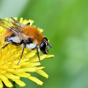 comp JEM 6757

Pelzschwebfliege