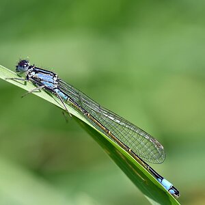 comp JEM 6795

Pechlibelle