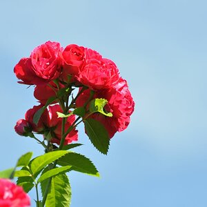 20180606 07 Rose