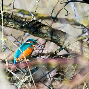 Eisvogel 2018