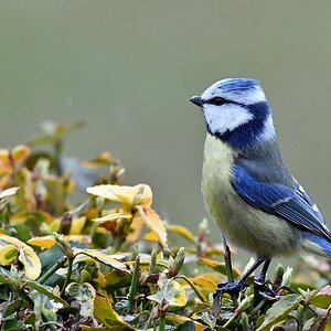 comp JEM 2815

Blaumeise