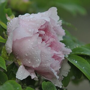 (c)K.R. 540DSC 3832