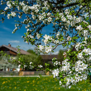 Frühling in Obergries