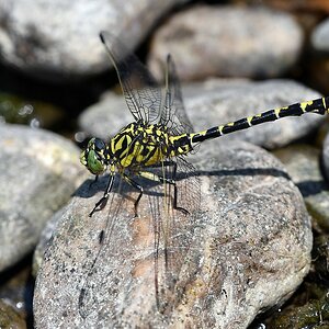 comp JEM 2975

Kleine Zangenlibelle