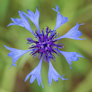 Kornblume 1