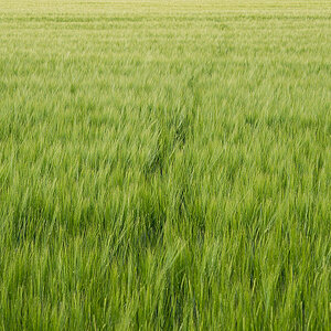 Wildwechsel in der Gerste