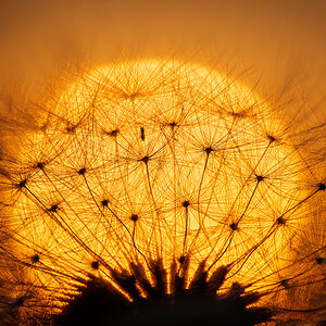 Pusteblume vor untergehender Sonne 0805