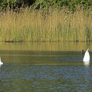 DSC0240Sxl
