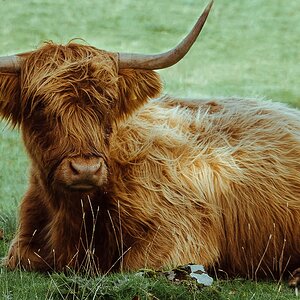 comp Schottland 2017     (26)
