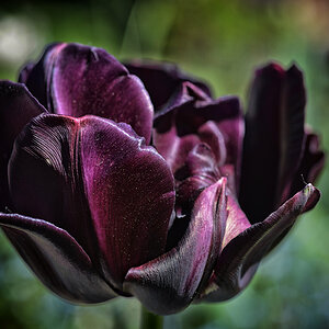 schwarze tulpe 1200