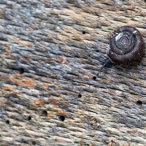Schnecke 6001853