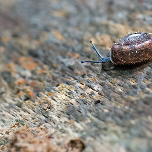 Schnecke 6001850