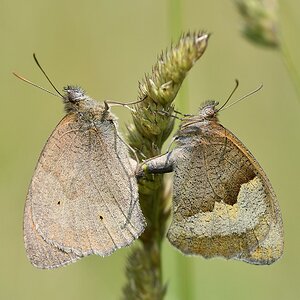 comp JEM 3621

Großes Ochsenauge / Paarung