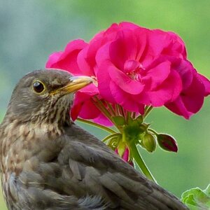 Amsel