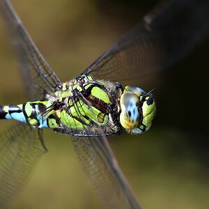 comp JEM 1870
