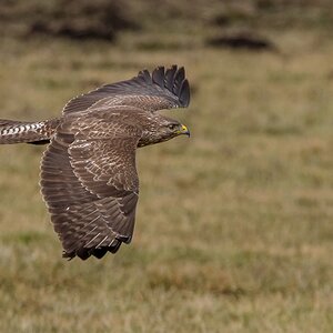 D50 1989 Bussard Bodennah IIA 3 2018
