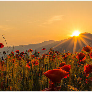 poppy field