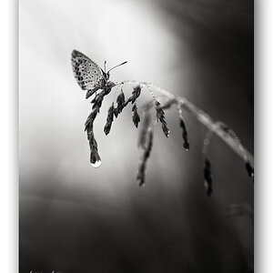 03K 3270 Rahmen BW