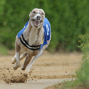 Hunderennen19