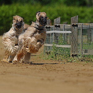 Hunderennen16