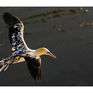 #o7 - Jungflieger