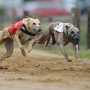 Hunderennen5
