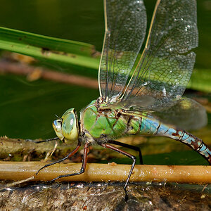 Libelle5236