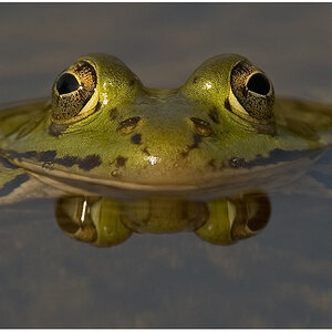 Frosch456
