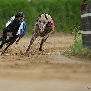 Hunderennen11
