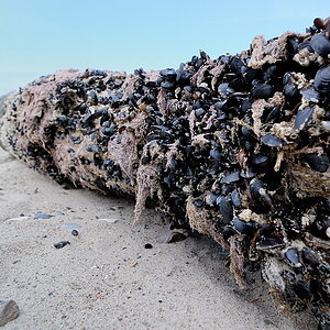 20090614 15 Strand