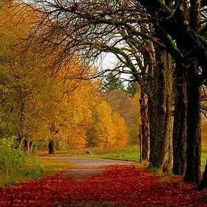 Herbst im Hochharz