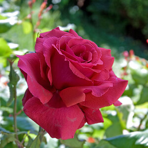 rote rose im schatten quadrat