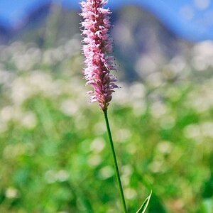 Blume
