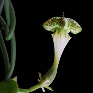 blume3 small