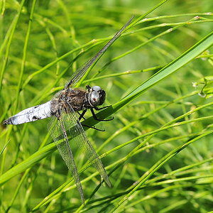 Libelle 022