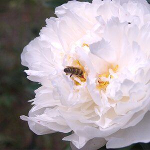 2009 06 03 Pfingstrose mit Besuch 3