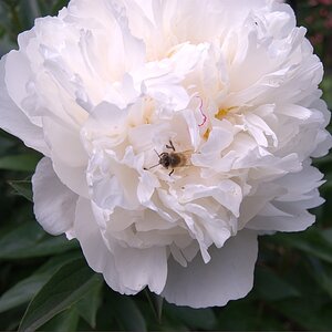 2009 06 03 Pfingstrose mit Besuch 2