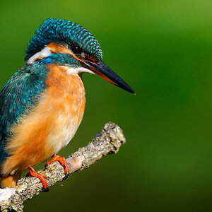 Eisvogel