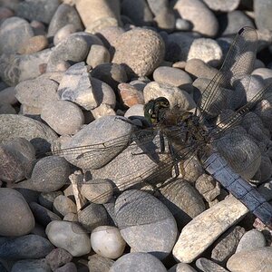 Libelle
