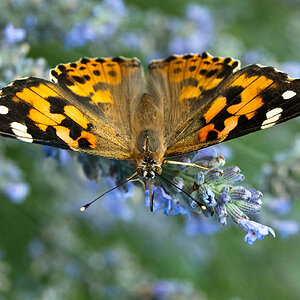 Schmetterling