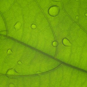 Blatt mit Wasserperlen
