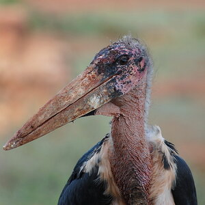 Marabou