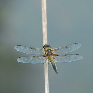 Vierflecklibelle